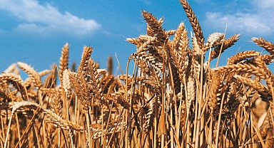 Türkiye'de Tarım Bitmiş Diyenlere ! Ürettiğimiz Ürünler Ve Dünyadaki Sıralamamız: