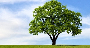 AĞAÇ YAŞKEN EĞİLİR!